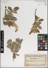 Foto von Salix lanata L.